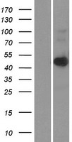 LASS6 (CERS6) Human Over-expression Lysate