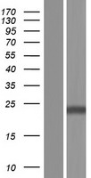 CLEC4C Human Over-expression Lysate