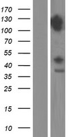 DDX42 Human Over-expression Lysate