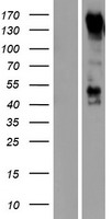 PCDH9 Human Over-expression Lysate