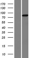 NVL Human Over-expression Lysate