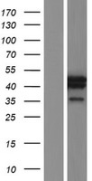 MRG15 (MORF4L1) Human Over-expression Lysate
