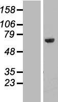 Nucleostemin (GNL3) Human Over-expression Lysate