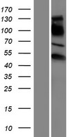 Estrogen Related Receptor gamma (ESRRG) Human Over-expression Lysate