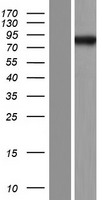CAGE1 Human Over-expression Lysate