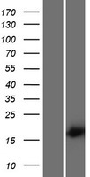SPACA5 Human Over-expression Lysate
