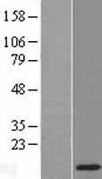 MUSTN1 Human Over-expression Lysate