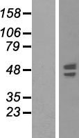 Synaptotagmin VI (SYT6) Human Over-expression Lysate