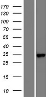 RARRES1 Human Over-expression Lysate