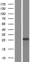MS4A7 Human Over-expression Lysate