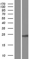 MS4A7 Human Over-expression Lysate