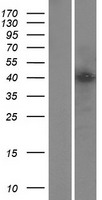 YY2 Human Over-expression Lysate