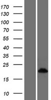 CRIP3 Human Over-expression Lysate