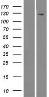 MAMDC4 Human Over-expression Lysate