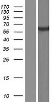 PSD3 Human Over-expression Lysate