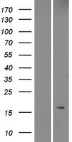 MRAP Human Over-expression Lysate