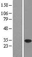 USF1 Human Over-expression Lysate