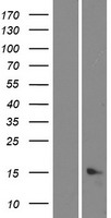 C5orf46 Human Over-expression Lysate