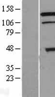 TRIAD3 (RNF216) Human Over-expression Lysate
