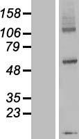 DPY19L3 Human Over-expression Lysate