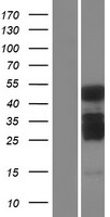 C2CD4A Human Over-expression Lysate