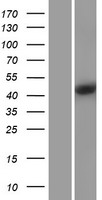 CMPK2 Human Over-expression Lysate