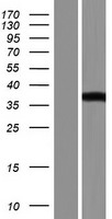 PAOX Human Over-expression Lysate