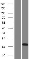 Lipocalin like 1 protein (LCNL1) Human Over-expression Lysate