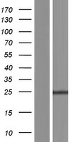 FAM177B Human Over-expression Lysate