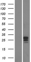 FAM174B Human Over-expression Lysate