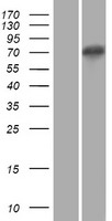 XKR5 Human Over-expression Lysate