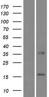 CLPSL2 Human Over-expression Lysate