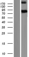 GBP7 Human Over-expression Lysate