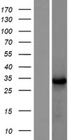 TNFAIP8L3 Human Over-expression Lysate