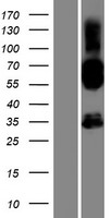 SH2D4B Human Over-expression Lysate