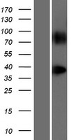 GPR148 Human Over-expression Lysate