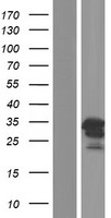 C1orf174 Human Over-expression Lysate