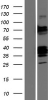 CLEC9A Human Over-expression Lysate