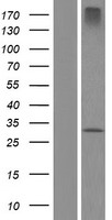 ZDHHC24 Human Over-expression Lysate