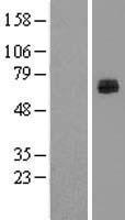 LCTL Human Over-expression Lysate