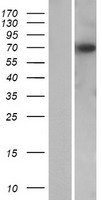KBTBD12 Human Over-expression Lysate