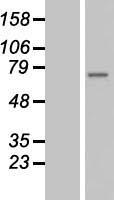 BS69 (ZMYND11) Human Over-expression Lysate