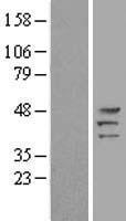 Protein Kinase A regulatory subunit I alpha (PRKAR1A) Human Over-expression Lysate
