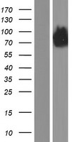 GRASP1 (GRIPAP1) Human Over-expression Lysate