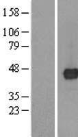 TMED8 Human Over-expression Lysate