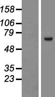 ZNF543 Human Over-expression Lysate