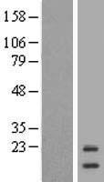 ISCU Human Over-expression Lysate