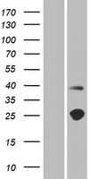 TMEM215 Human Over-expression Lysate