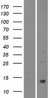PATE2 Human Over-expression Lysate