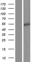 ATP6V1H Human Over-expression Lysate